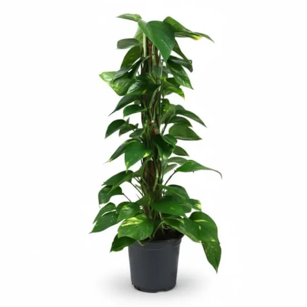 Scindapsus Växt (Epipremnum) Ø19 cm, Höjd ca 80 cm