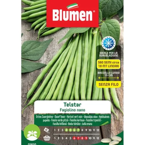 SEMEN AV LITEN BÖNOR TELSTAR BLUMEN