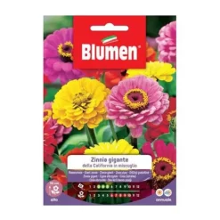 SEMI ZINNIA GIGANTE MIX CALIFORNIA BLOMMOR