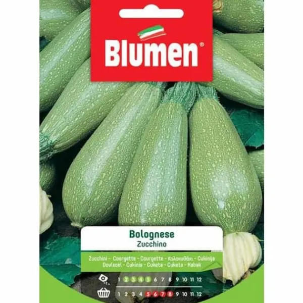 SEMI ZUCCHINO BOLOGNESE BLUMEN SEMENTI ORTO Fröer & Lökar
