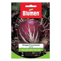 SEMICIKORIA CHIOGGIA FÖRBEREDELSE BLUMEN