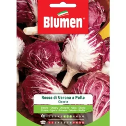 Online SEMICIKORIA RÖD AV VERONA I KULA BLUMEN TRÄDGÅRD Fröer & Lökar
