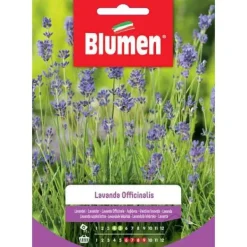 SEMILAVANDA OFFICINALIS BLUMEN SÄDESORT ORT
