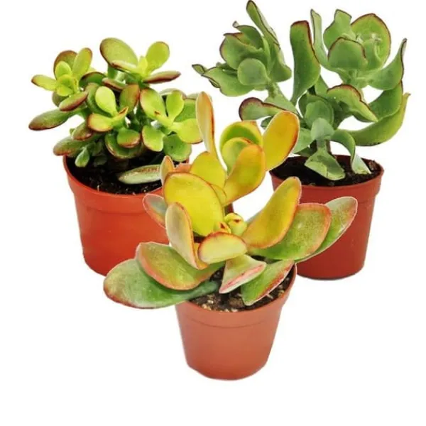 Online Set av silverträd, 3 olika arter av Crassula i 12 cm krukor Krukväxter Inomhus