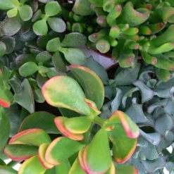 Online Set av silverträd, 3 olika arter av Crassula i 12 cm krukor Krukväxter Inomhus