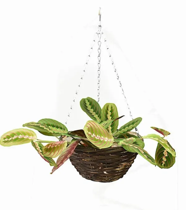 Clearance Set med 5 hängande blomkorgar “EKO 195-110” Trädgårdskorgar