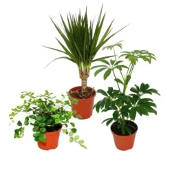 Clearance Set med 3 inomhusväxter - typ 2 - 9cm Krukväxter Inomhus