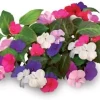 Best Set med 3 produkter. Click & Grow Smart Garden refill Busy Lizzie 3st Blommor