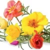 Best Set med 3 produkter. Click & Grow Smart Garden refill Moss Rose 3st Blommor