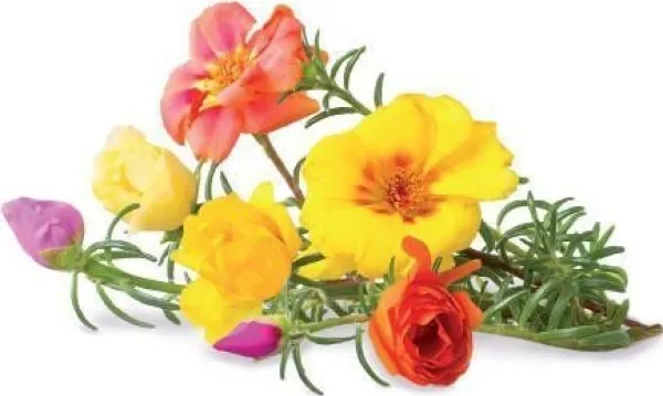 Best Set med 3 produkter. Click & Grow Smart Garden refill Moss Rose 3st Blommor