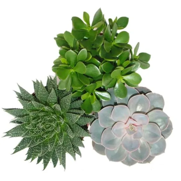 Set med 3 suckulenter - 3 olika växter i en 12cm kruka