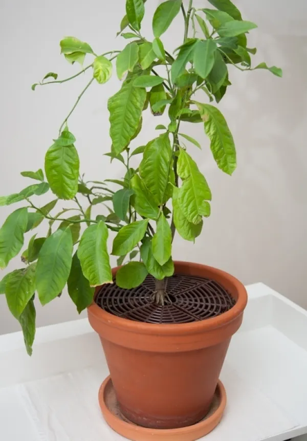Skydd för blomkrukor A-Safety Natur 2-pack Krukor & Växtbehållare