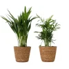 Discount Små Dypsis och Chamaedorea - Mix av 2 med korg - Höjd 25-40cm - ⌀12cm Krukväxter Inomhus