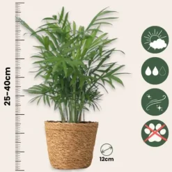 Discount Små Dypsis och Chamaedorea - Mix av 2 med korg - Höjd 25-40cm - ⌀12cm Krukväxter Inomhus