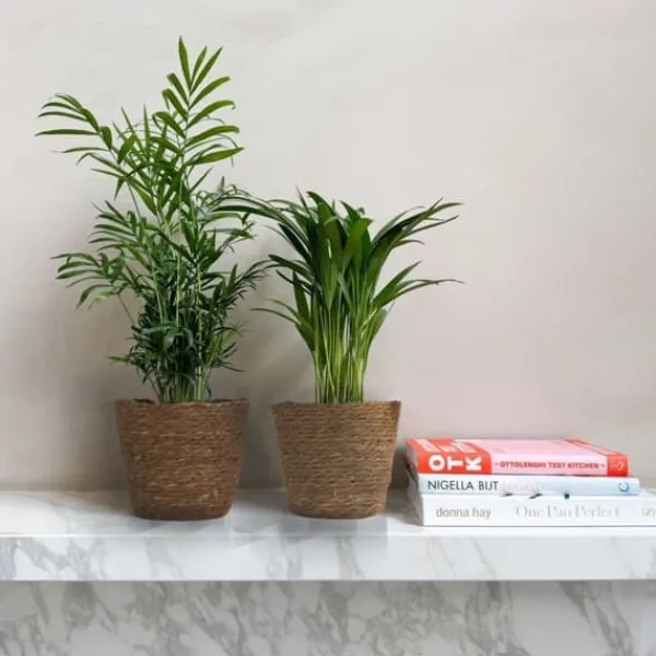 Discount Små Dypsis och Chamaedorea - Mix av 2 med korg - Höjd 25-40cm - ⌀12cm Krukväxter Inomhus