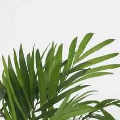 Discount Små Dypsis och Chamaedorea - Mix av 2 med korg - Höjd 25-40cm - ⌀12cm Krukväxter Inomhus