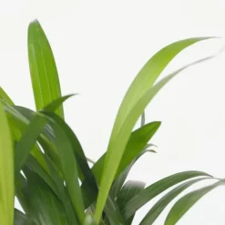 Discount Små Dypsis och Chamaedorea - Mix av 2 med korg - Höjd 25-40cm - ⌀12cm Krukväxter Inomhus