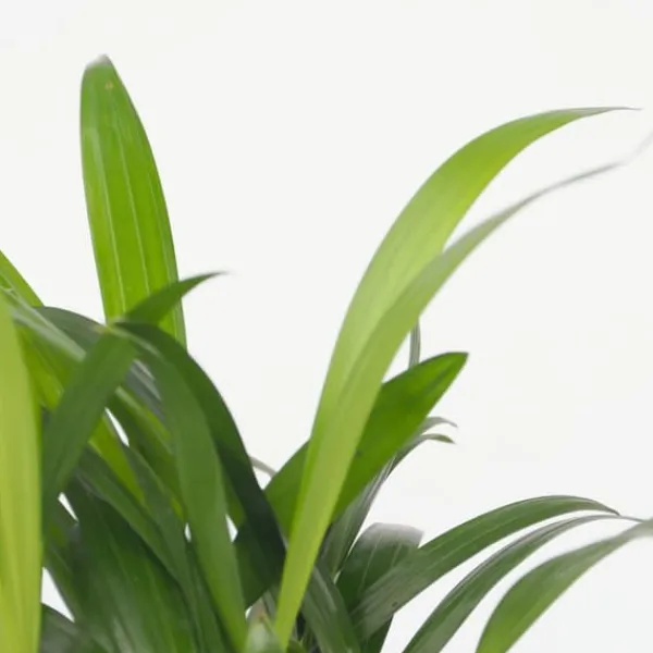 Discount Små Dypsis och Chamaedorea - Mix av 2 med korg - Höjd 25-40cm - ⌀12cm Krukväxter Inomhus