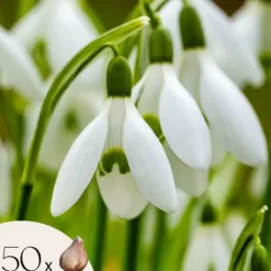 Sale Snödroppe - Set om 50 - Galanthus elwesii - Blomlökar - Vit Fröer & Lökar