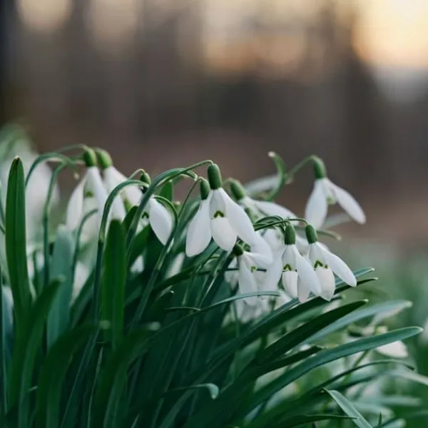 Sale Snödroppe - Set om 50 - Galanthus elwesii - Blomlökar - Vit Fröer & Lökar