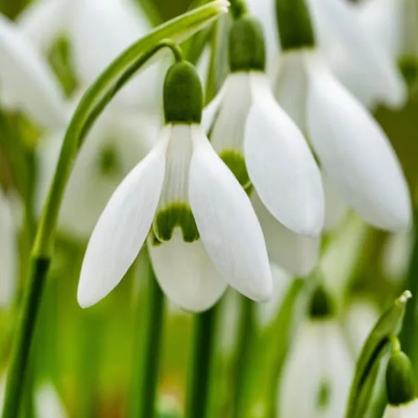 Sale Snödroppe - Set om 50 - Galanthus elwesii - Blomlökar - Vit Fröer & Lökar