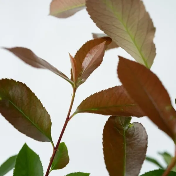 Snittmispel - Set om 6 - Photinia fraseri 'Red Robin' - Höjd 30-40cm - ⌀17cm
