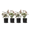 Snittmispel - Set om 4 - Photinia fraseri 'Red Robin' - Höjd 30-40cm - ⌀17cm Trädgårdsväxter