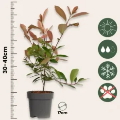 Snittmispel - Set om 4 - Photinia fraseri 'Red Robin' - Höjd 30-40cm - ⌀17cm Trädgårdsväxter