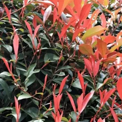 Snittmispel - Set om 4 - Photinia fraseri 'Red Robin' - Höjd 30-40cm - ⌀17cm Trädgårdsväxter