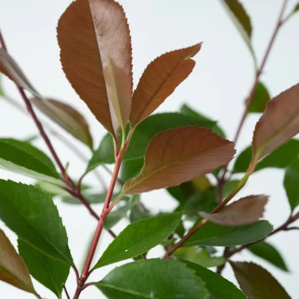 Snittmispel - Set om 4 - Photinia fraseri 'Red Robin' - Höjd 30-40cm - ⌀17cm Trädgårdsväxter