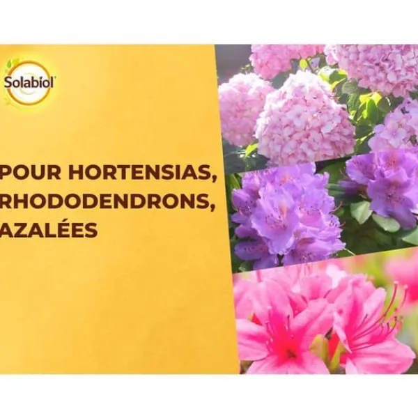 Outlet SOLABIOL SORHOY15 Gödselmedel för hortensia, rhododendron, azaleor och kamelia 100 % ekologiskt | Långvarig verkan, 1,5 kg Gödningsmedel