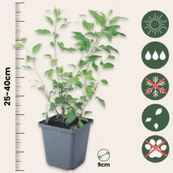 Solanum - Set om 3 - Lycianthes rantonnetii - Höjd 25-40cm - ⌀9cm