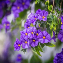 Solanum - Set om 3 - Lycianthes rantonnetii - Höjd 25-40cm - ⌀9cm
