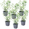 Clearance Solanum - Set om 6 - Lycianthes rantonnetii - Höjd 25-40cm - ⌀9cm Buskar