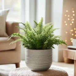 Spjutbräken - Set om 2 - Nephrolepis 'Duffii' - Höjd 25-40cm - ⌀12cm