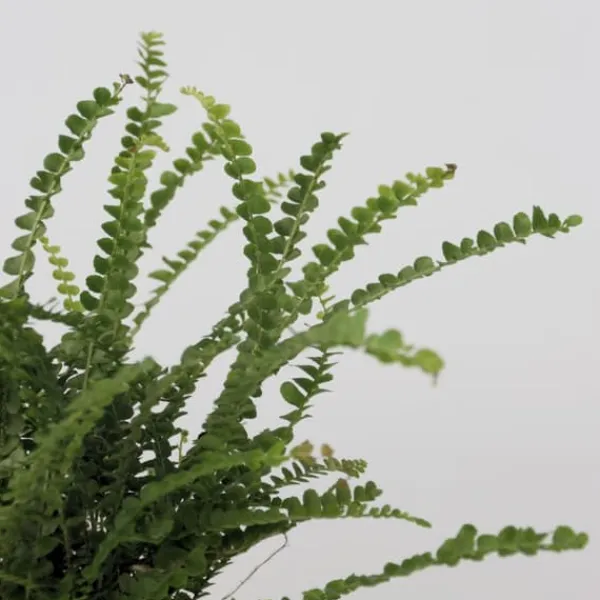 Spjutbräken - Set om 2 - Nephrolepis 'Duffii' - Höjd 25-40cm - ⌀12cm