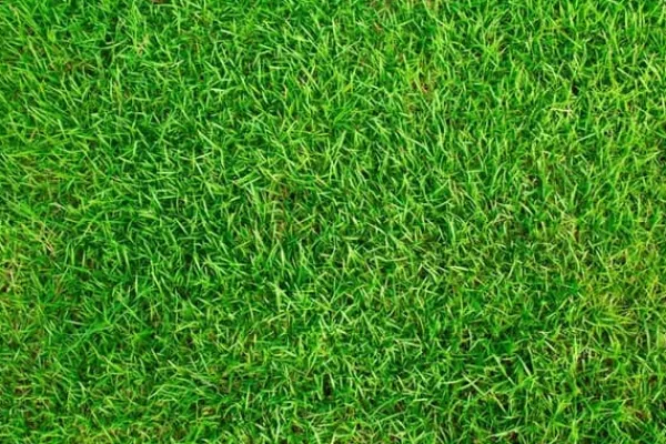 Sportgräs 1 kg förtjockande gräsfrön resistenta mot nedtrampning 40 m²