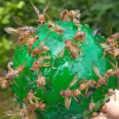 Hot 4st hängande flugfälla boll fruktflugefångare klibbig fälla utomhus skadedjursfångare för trädgårdsväxter Skadedjursfällor