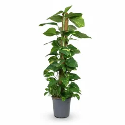 Stor Gullranka i Kruka Ø24 cm, Höjd ca 120 cm