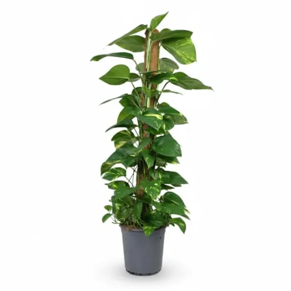 Stor Gullranka i Kruka Ø24 cm, Höjd ca 120 cm