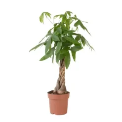Strandkastanj - Pachira aquatica - Höjd 100-120cm - ⌀24cm