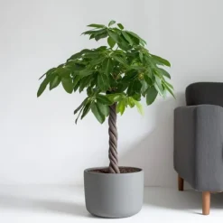 Strandkastanj - Pachira aquatica - Höjd 100-120cm - ⌀24cm
