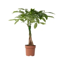Strandkastanj - Pachira aquatica - Höjd 60-70cm - ⌀17cm