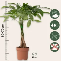 Strandkastanj - Pachira aquatica - Höjd 60-70cm - ⌀17cm