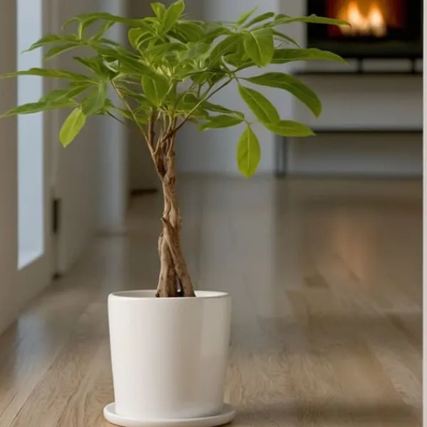 Strandkastanj - Pachira aquatica - Höjd 60-70cm - ⌀17cm