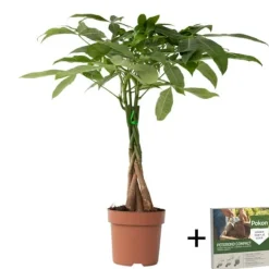 Online Strandkastanj - Pachira aquatica - Höjd 60-70cm - ⌀17cm Krukväxter Inomhus
