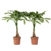 Clearance Strandkastanj - Set om 2 - Pachira aquatica - Höjd 60-70cm - ⌀17cm Krukväxter Inomhus