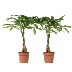 Clearance Strandkastanj - Set om 2 - Pachira aquatica - Höjd 60-70cm - ⌀17cm Krukväxter Inomhus