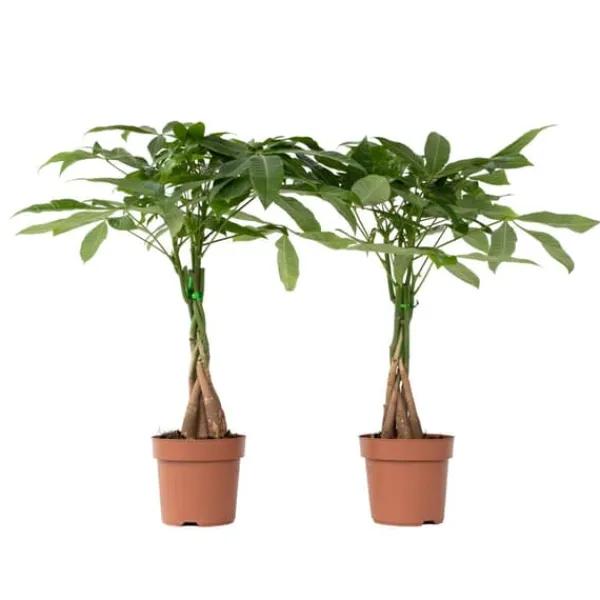 Clearance Strandkastanj - Set om 2 - Pachira aquatica - Höjd 60-70cm - ⌀17cm Krukväxter Inomhus