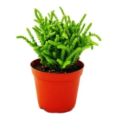 Online Sukulentväxt - Crassula lycopodioides - mussvans - i kruka 8,5 cm Krukväxter Inomhus